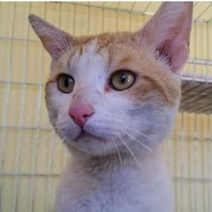 Meet your Posher, Tucson